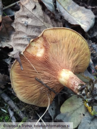 Paxillus rubicundulus