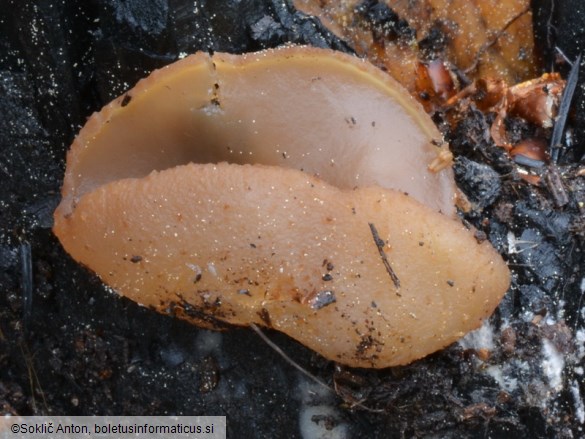 Peziza echinospora