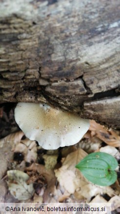 Pleurotus ostreatus