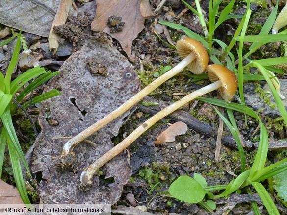 Conocybe nemoralis