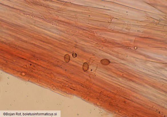 Conocybe rickenii