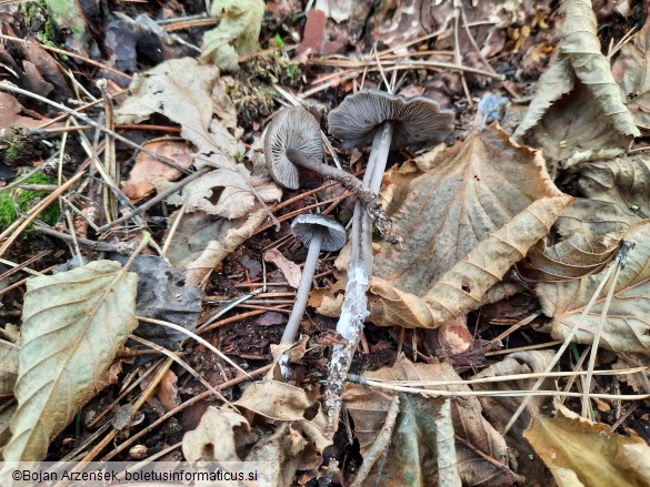 Tephrocybe rancida