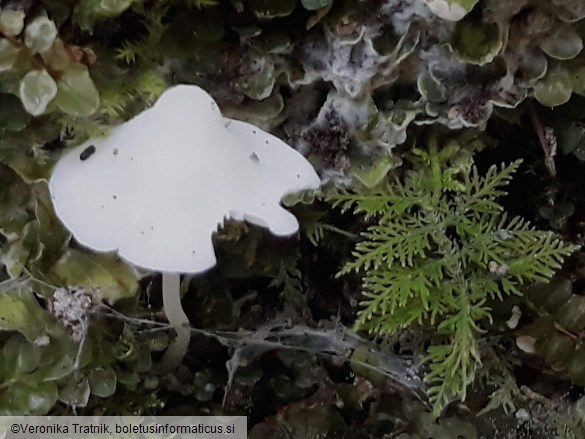 Hemimycena cucullata