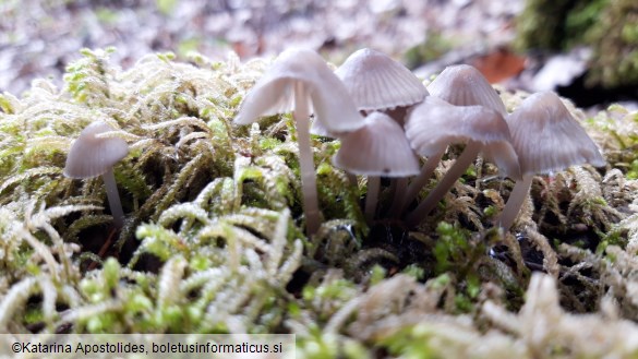 Mycena leptocephala