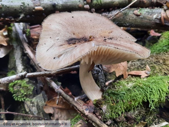 Megacollybia platyphylla