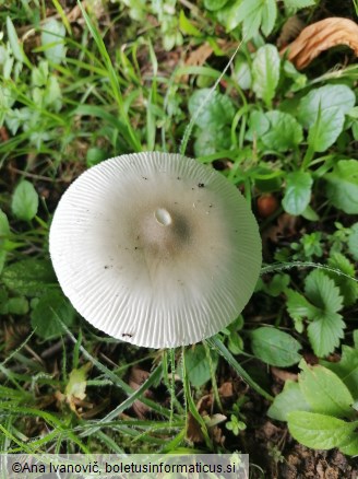 Amanita vaginata