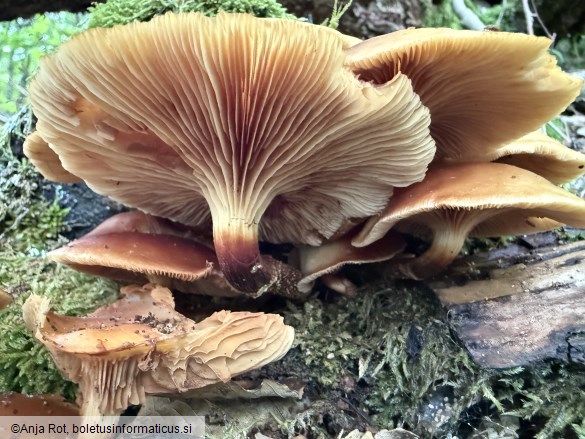 Kuehneromyces mutabilis