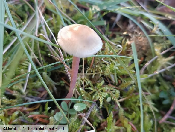 Mycena luteovariegata