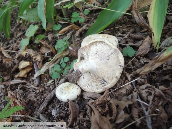 Lactarius flavidus