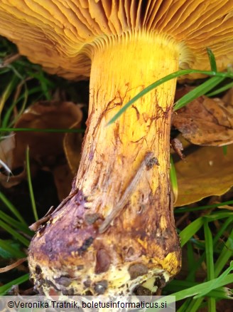 Calonarius elegantior