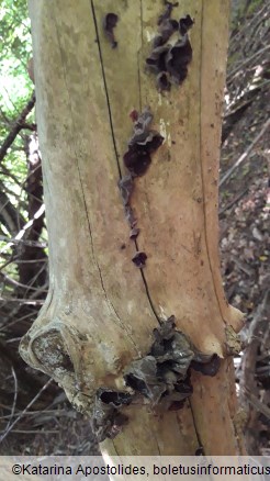 Auricularia auricula-judae