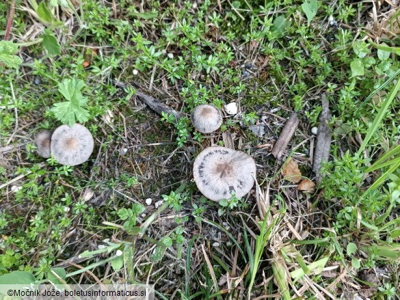 Panaeolus reticulatus