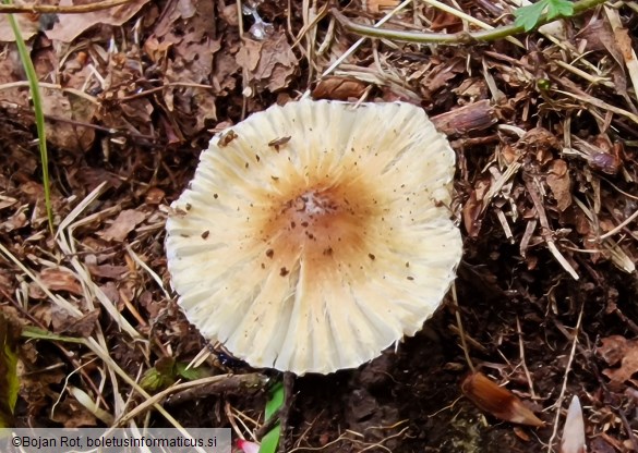 Pseudosperma obsoletum