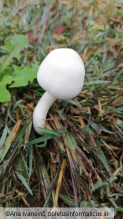 Leucoagaricus leucothites