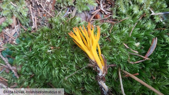 Calocera viscosa