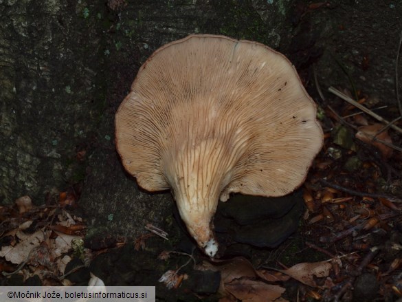 Pleurotus cornucopiae