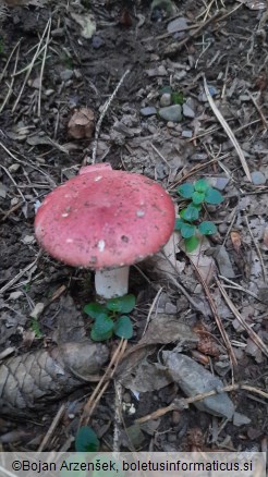 Russula sanguinaria