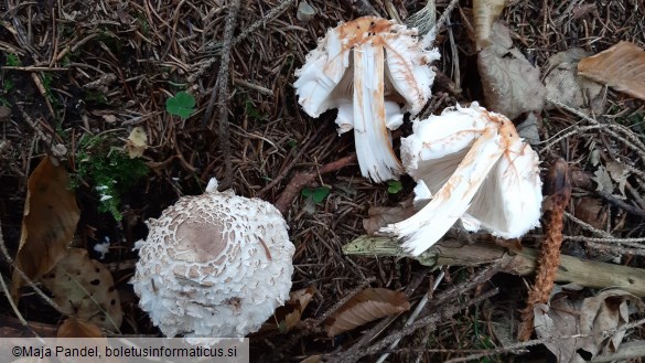 Chlorophyllum olivieri