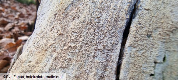 Resinicium bicolor