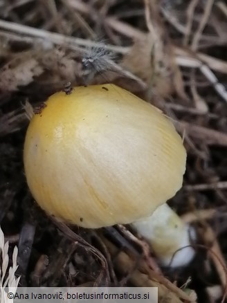 Bolbitius titubans