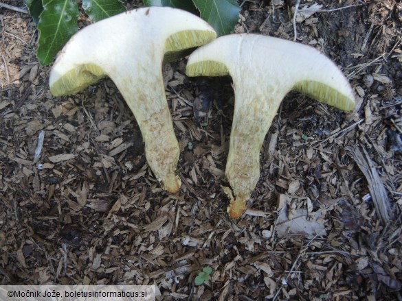 Hortiboletus engelii