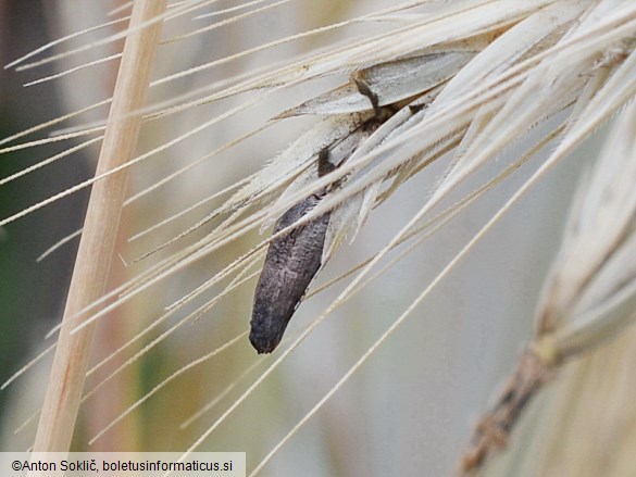 Claviceps purpurea