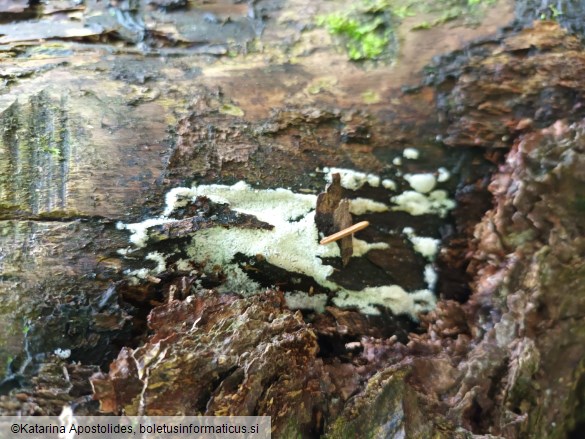 Ceratiomyxa fruticulosa