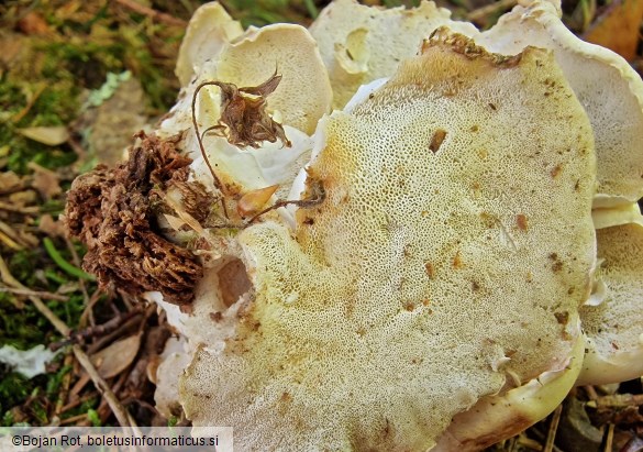 Osteina obducta