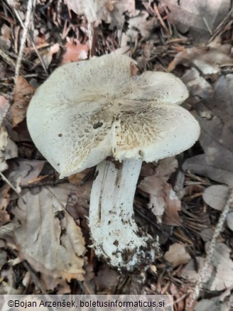 Tricholoma pardinum