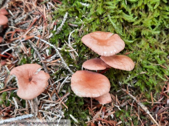 Mycetinis scorodonius