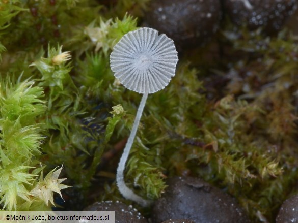 Coprinopsis stercorea