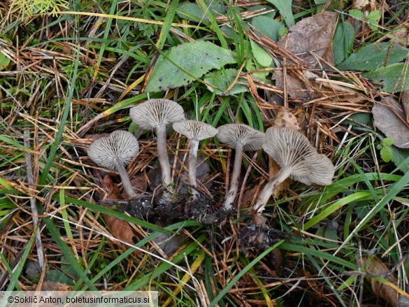 Clitocybe metachroa