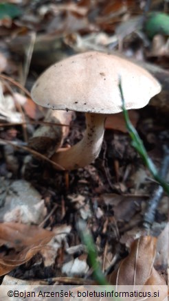 Suillus bovinus