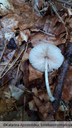 Pluteus exiguus