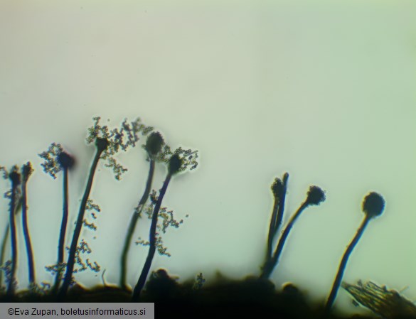 Dichocladosporium chlorocephalum