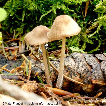 Mycena galericulata