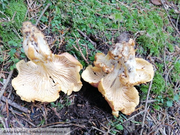 Cantharellus amethysteus