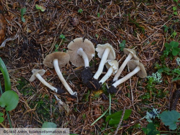 Inocybe umbratica