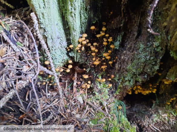 Xeromphalina campanella