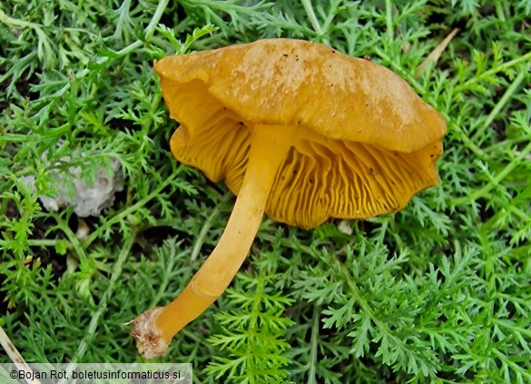 Chrysomphalina chrysophylla