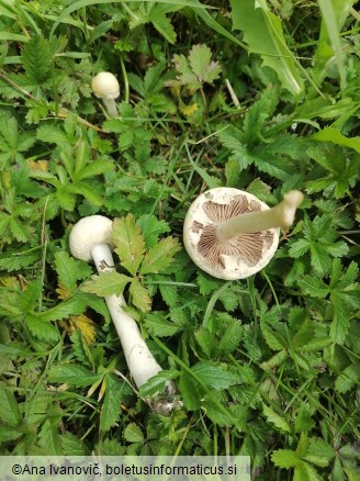 Agrocybe dura
