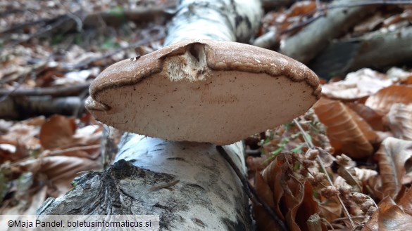 Fomitopsis betulina