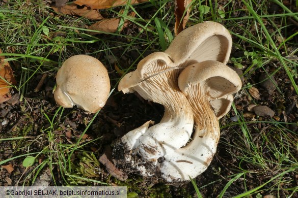 Pleurotus nebrodensis