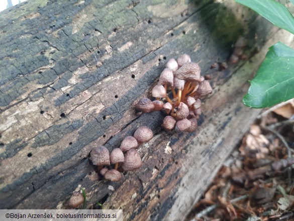 Mycena renati