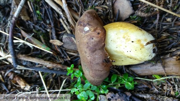 Boletus appendiculatus