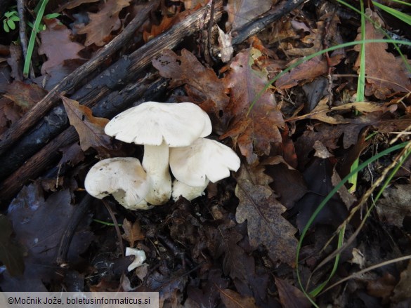 Entoloma sinuatum