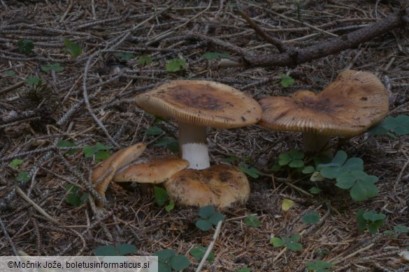 Russula grata