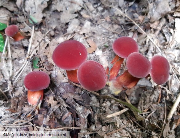 Hortiboletus rubellus