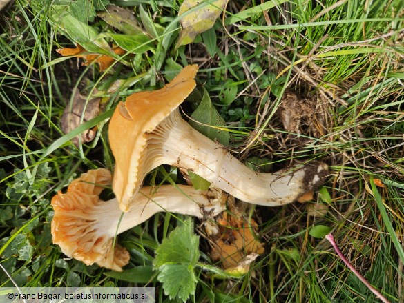 Hygrocybe pratensis