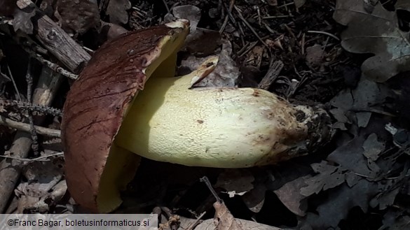 Butyriboletus appendiculatus